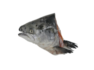 SALMON HEAD